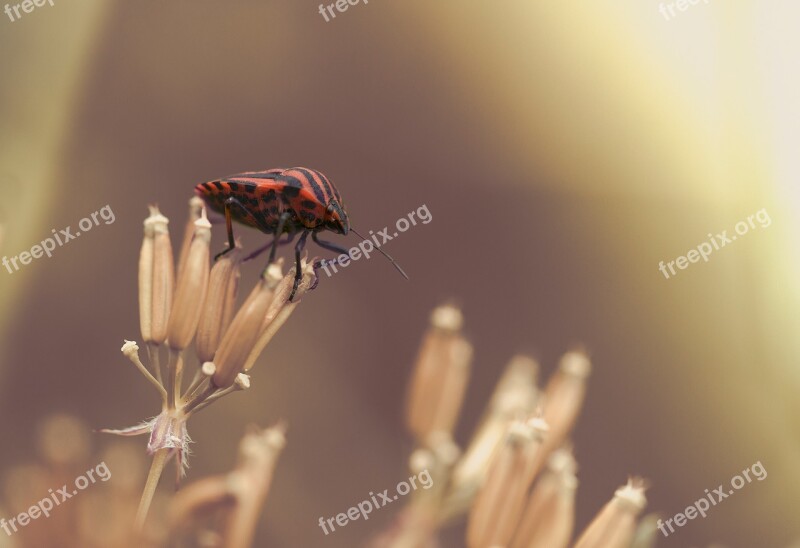 Strip Bug Bug Insect Striped Nature