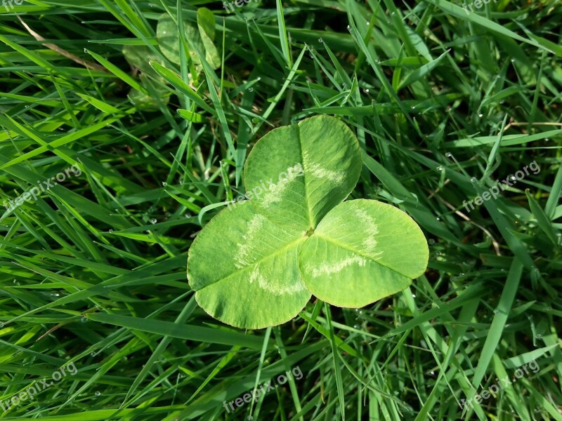 Four Leaf Clover Meadow Blade Of Grass Green Luck