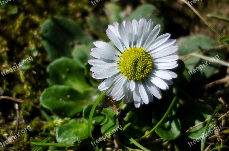 Flower White Macro Spring Nature