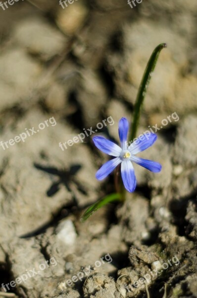 Flower Blue Flower Violet Macro Spring