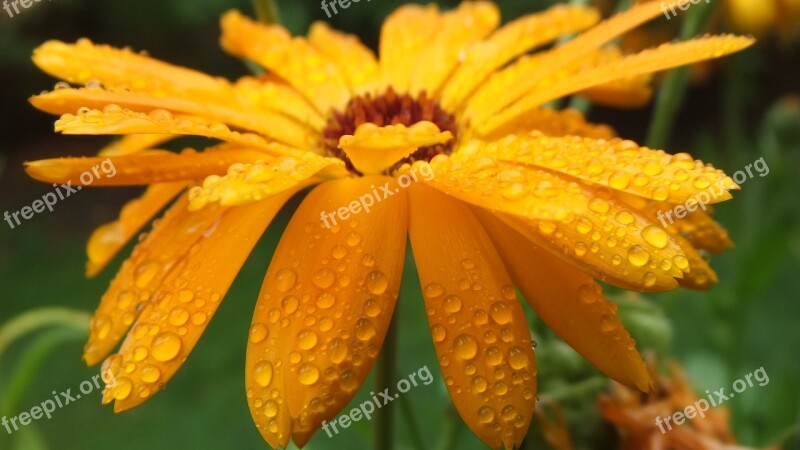 Flower Raindrop Flower Rain Drop Of Water Close Up