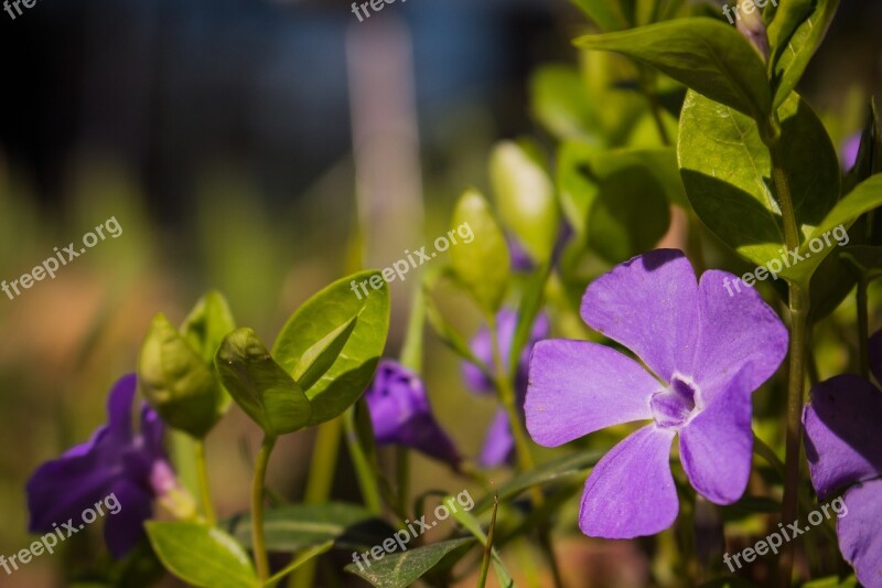 Purple Flower Green Macro Blossom