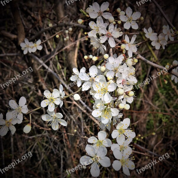 Plant Rock Cherry Stone Vistula Many Flowers Small