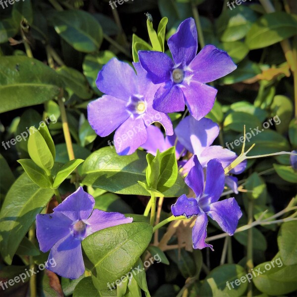 Plant Evergreen Vinca Purple Flowers Bright