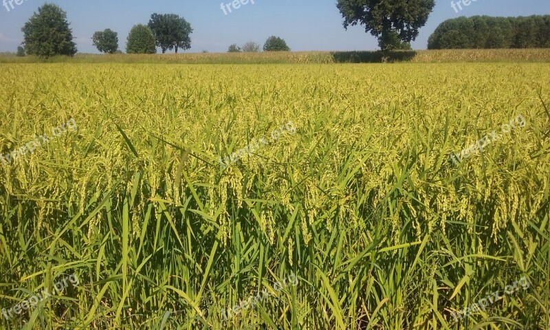 Summer Rice Field Ears Free Photos