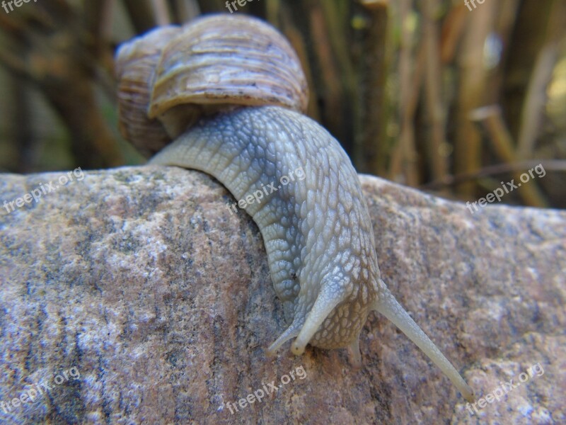 Snail Shell Mucus Close Up Macro