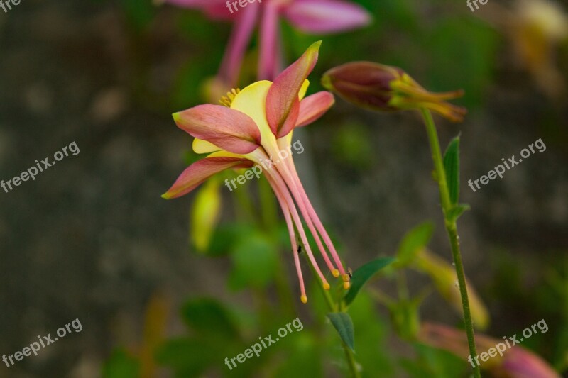 Columbine Blossom Bloom Shrub Common Columbine