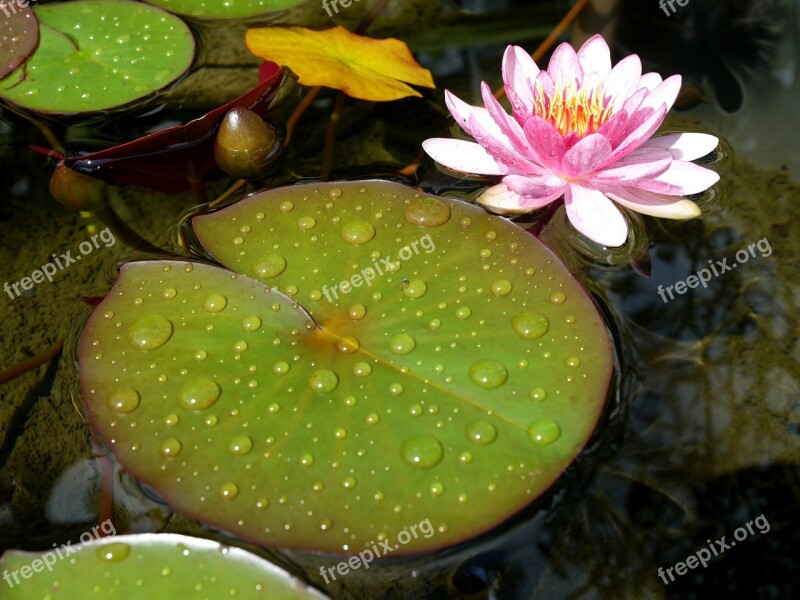 Water Lily Pond Aquatic Plant Lake Rose Garden