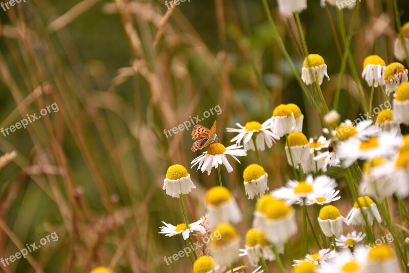 Daisies Butterfly Nature Reported Yellow