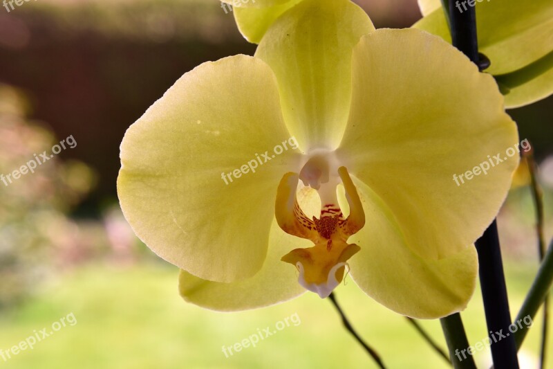 Orchid Blossom Bloom Public Record Flower