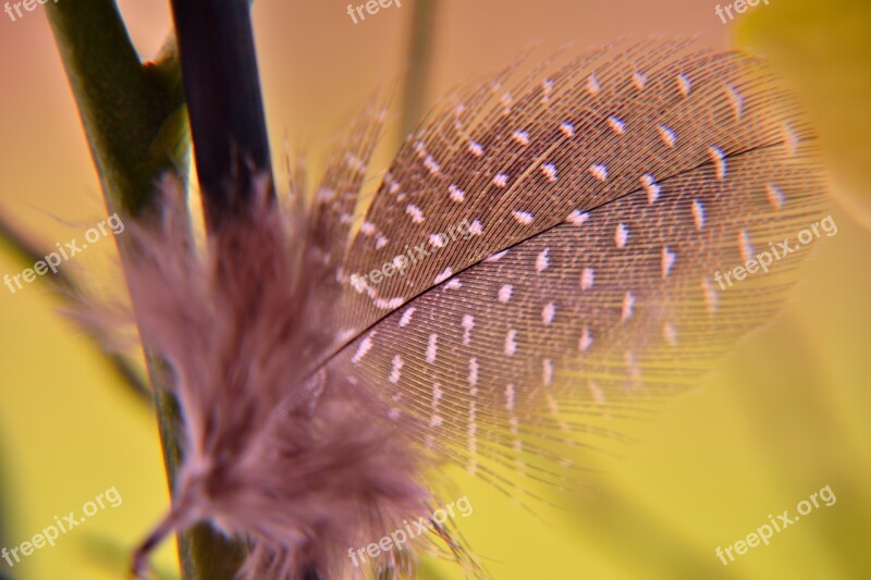 Feather Nature Public Record Color Free Photos