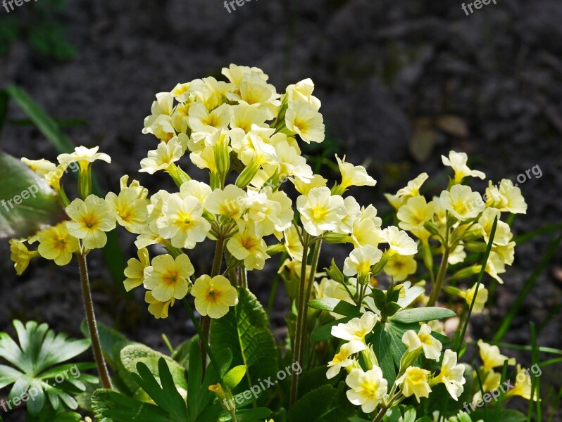 Cowslip Garden Yellow Bloom Spring