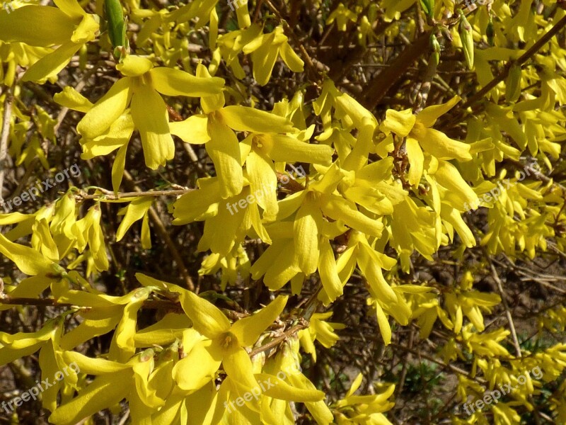 Golden Shower Sprig Flower Yellow Spring