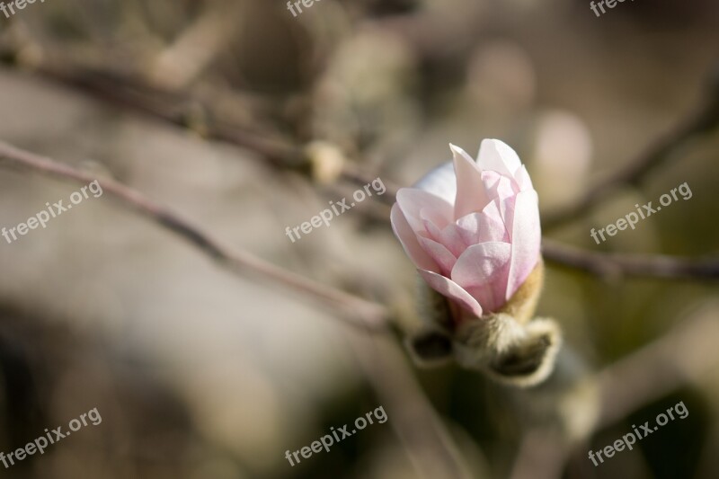 Magnolia Flowers Flower Blossom Bloom