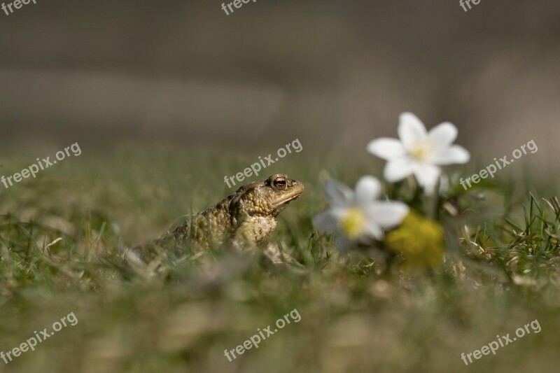 Frog Toad Male Spring Nature