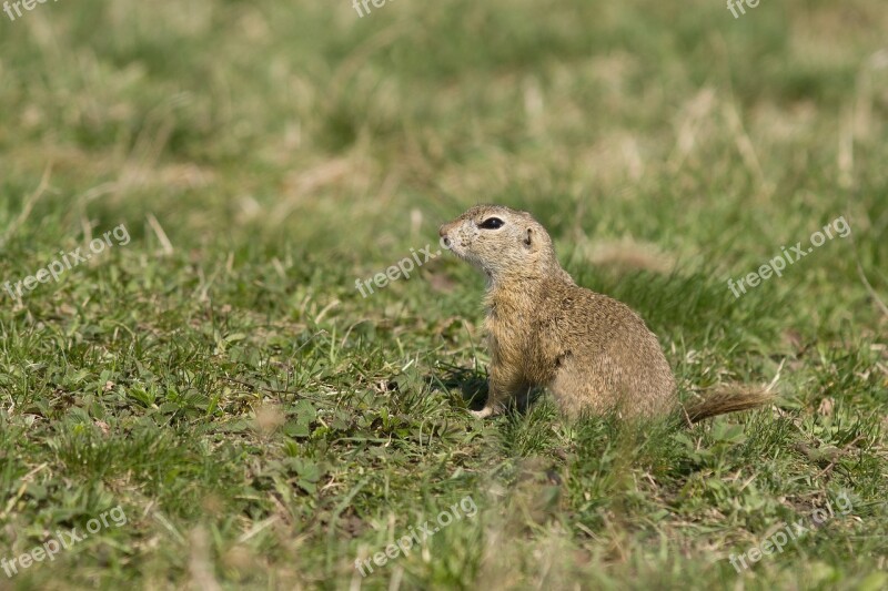 Gopher Mammal Animal Meadow Spring