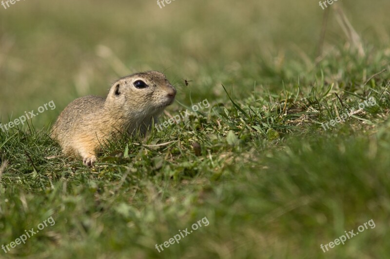 Gopher Mammal Animal Hair Meadow