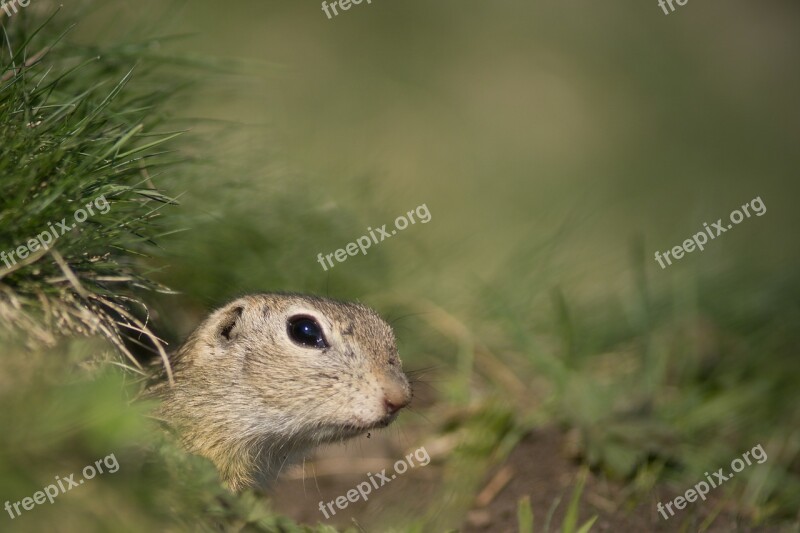 Gopher Mammal Animal Nature Spring