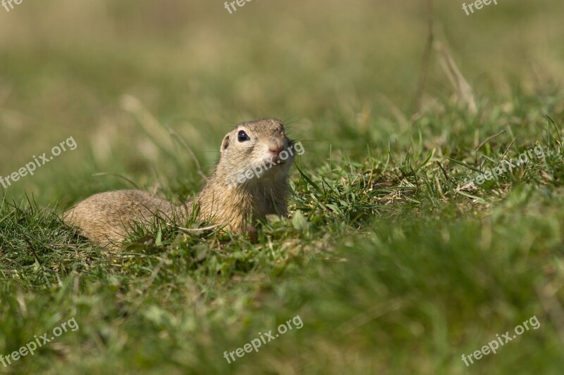 Gopher Spring Nature Meadow Mammal