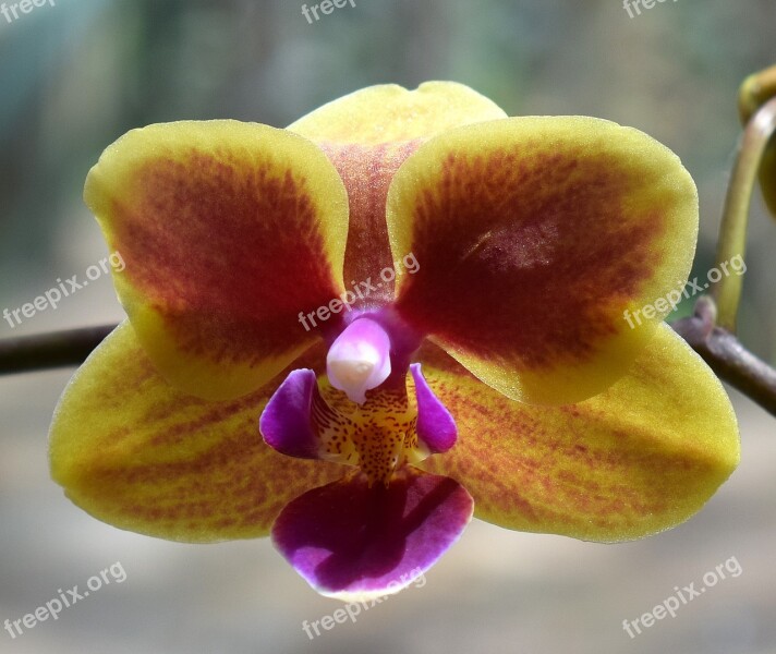 Hybrid Phalaenopsis Phalaenopsis Orchid Yellow Pink