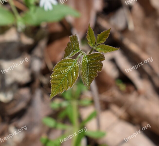 Poison Ivy Plant New Leaves Spring Leaves