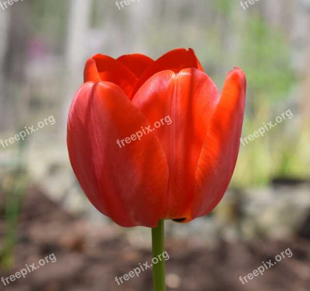 Orange Tulip Parrot Tulip Tulip Bulb Flower