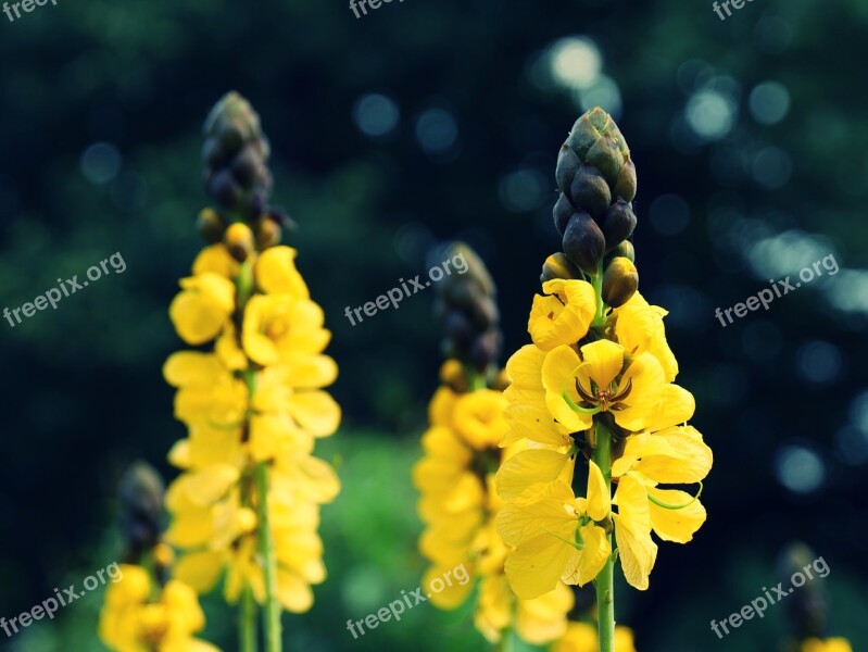 Flowers Yellow Nature Blossom Bloom