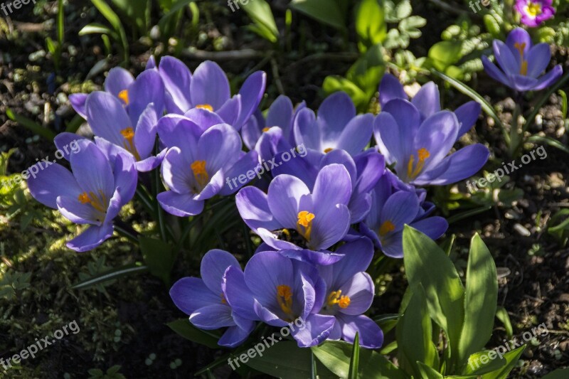 Spring Crocus Flower Purple Nature