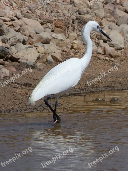 Snowy Egret Egretta Garzetta Water Bird Little Egret Martinet Blanc Ebro Delta