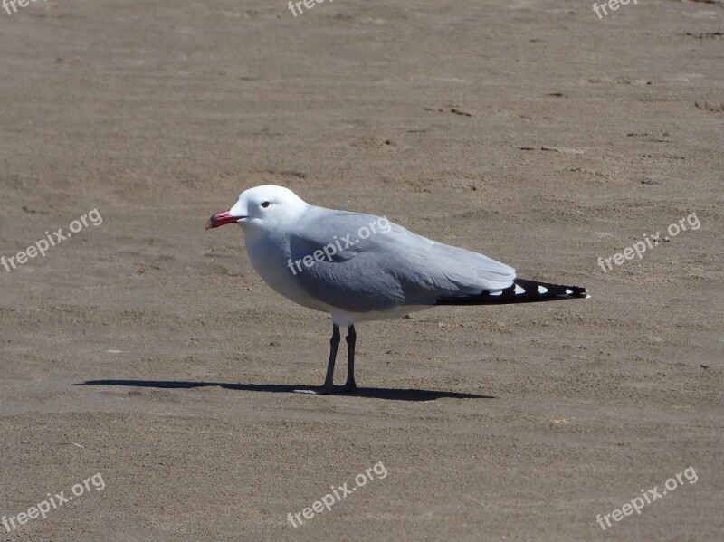 Seagull Audouin's Gull Ichthyaetus Audouinii Gavina Corsa Sand