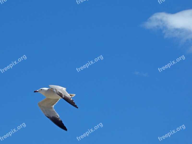 Seagull Audouin's Gull Ichthyaetus Audouinii Gavina Corsa Flight