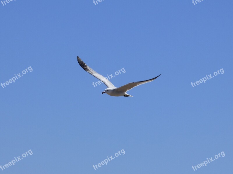 Seagull Audouin's Gull Gavina Corsa Flight Ebro Delta