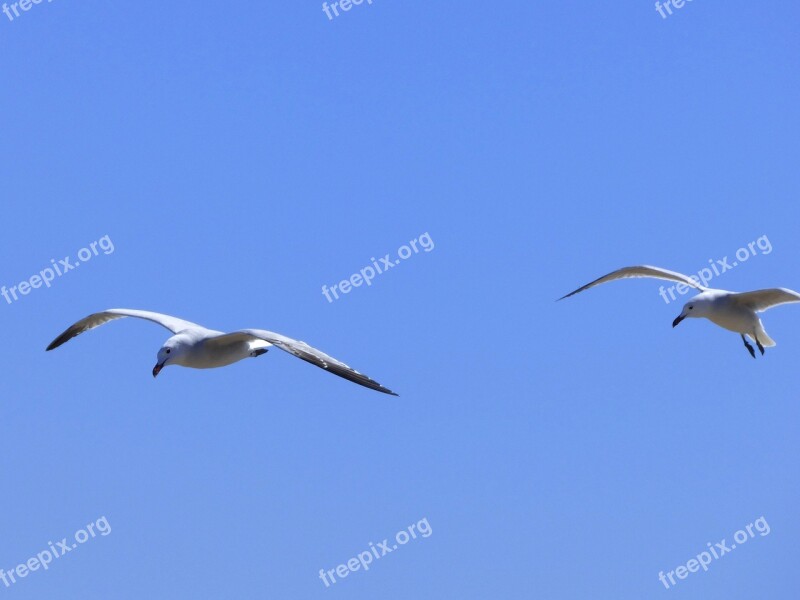 Seagulls Audouin's Gull Gavina Corsa Couple Flight