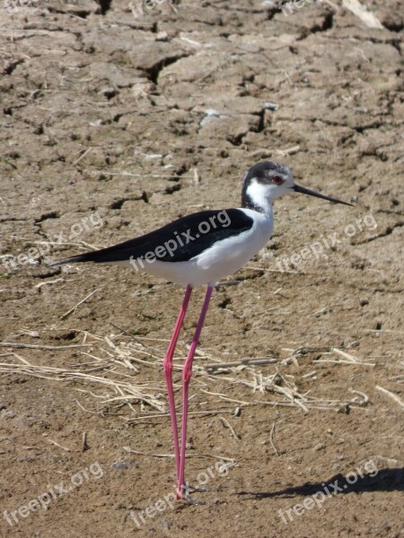 Himantopus Himantopus Black-winged Stilt Common Camallarga Ebro Delta Natural Park