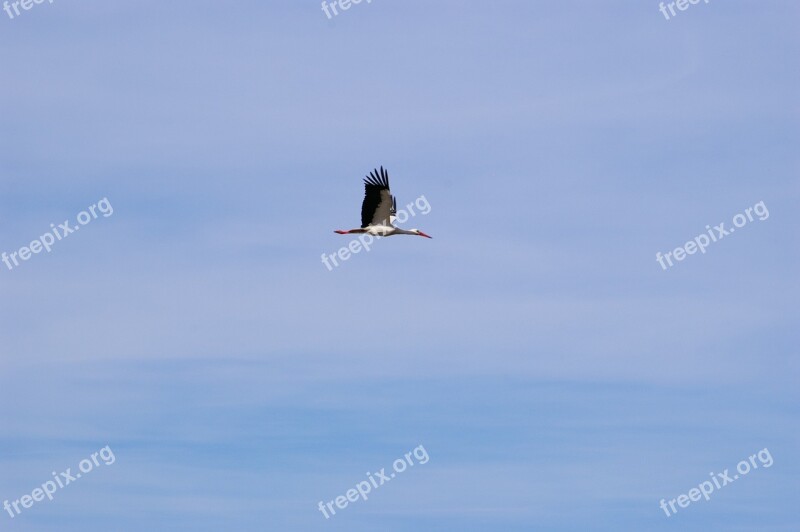 Stork Bird Freedom Fly Wings