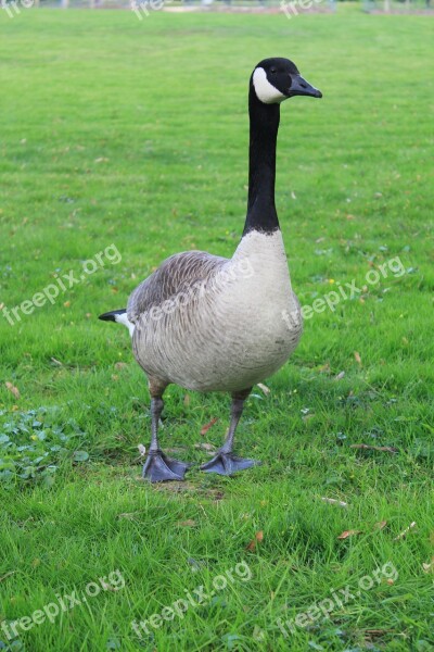 Goose Wild Goose Bird Geese Free Photos