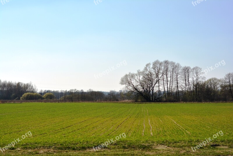 Field Crops Sow Rostock Green