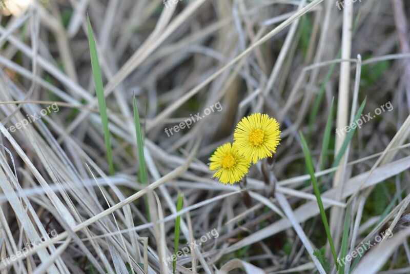 Mother And Stepmother Yellow Spring Blooming Nature