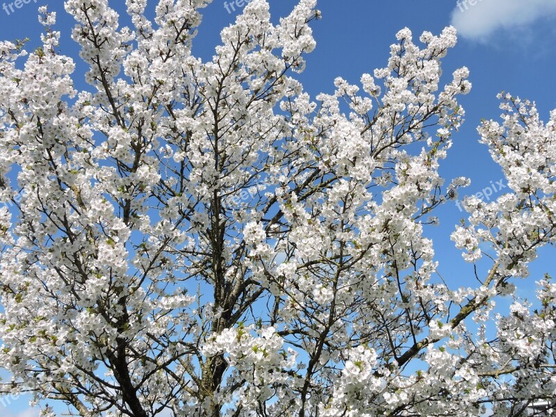 Flowering Tree White Flowers Spring White Flower Flowers