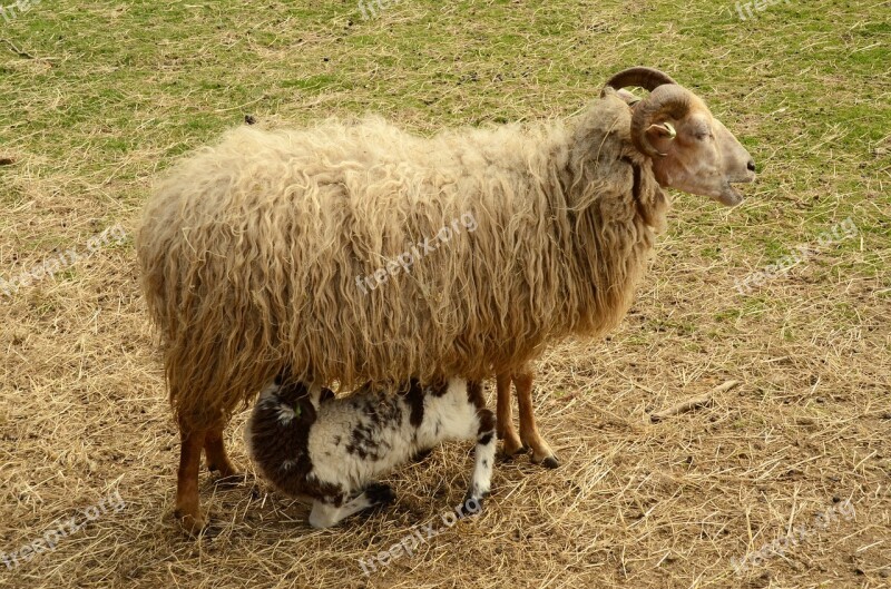 Lamb Sheep Suckle Feed Mother Child