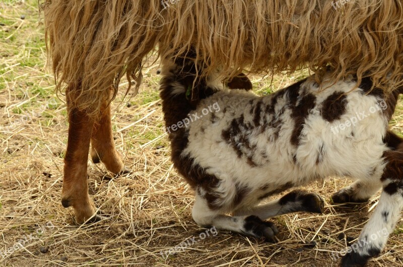 Lamb Sheep Suckle Feed Mother Child