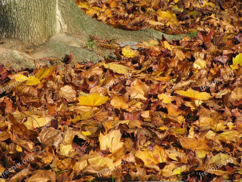 Fall Foliage Autumn Colorful Golden Autumn Leaves