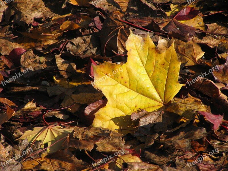 Maple Leaf Autumn Yellow Yellow Sheet Fall Foliage