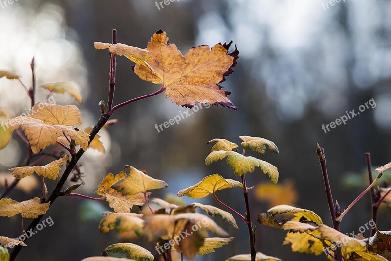 Autumn Leaves Golden Autumn Fall Color Coloring