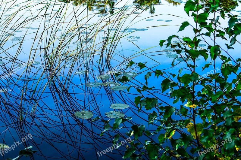 Water Pond Nature Water Reflection Mood