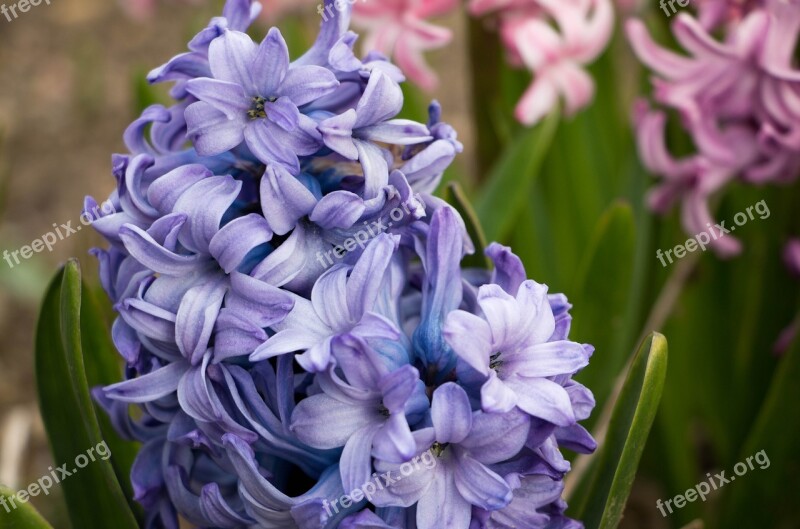 Hyacinth Flower Blue Spring Flowers