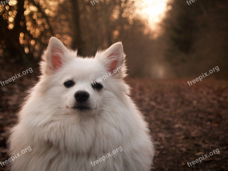 Spitz German Dog Animal Pet