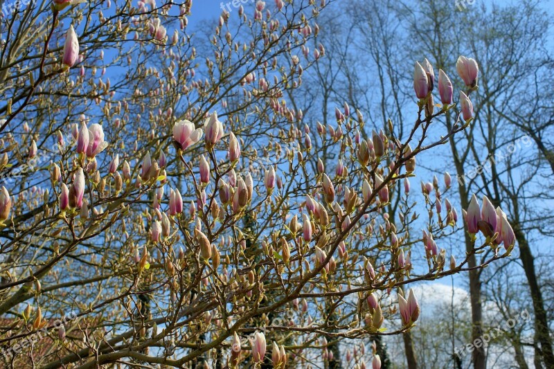 Magnolia Tulip Magnolia Early Bloomer Spring Nature