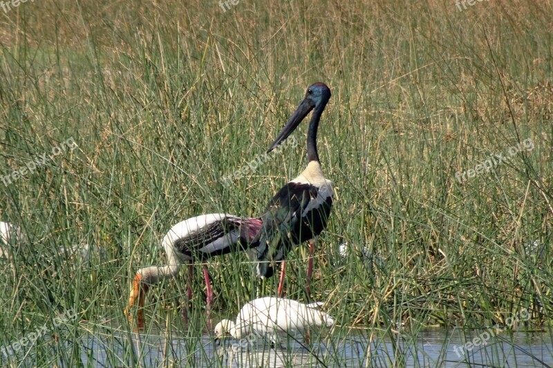 Bird Stork Black-necked Stork Ephippiorhynchus Asiaticus Tall