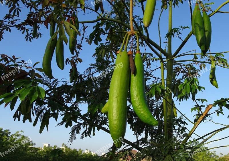 Kapok Pod Ceiba White Silk-cotton Tree Safed Semal